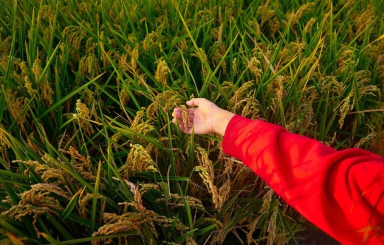 Agri Super Soil Testing