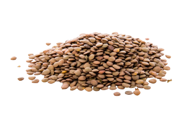 Lentil Crop