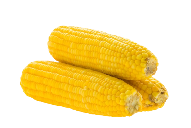 Maize Crop