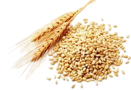Wheat Crop